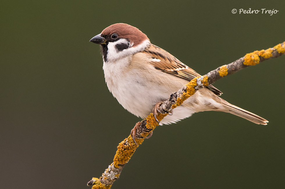 Gorrion molinero (Passer montanus)